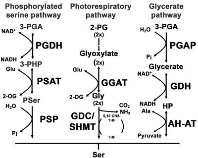 Image Result For Essential Amino Acids Image Result For Essential Amino Acids